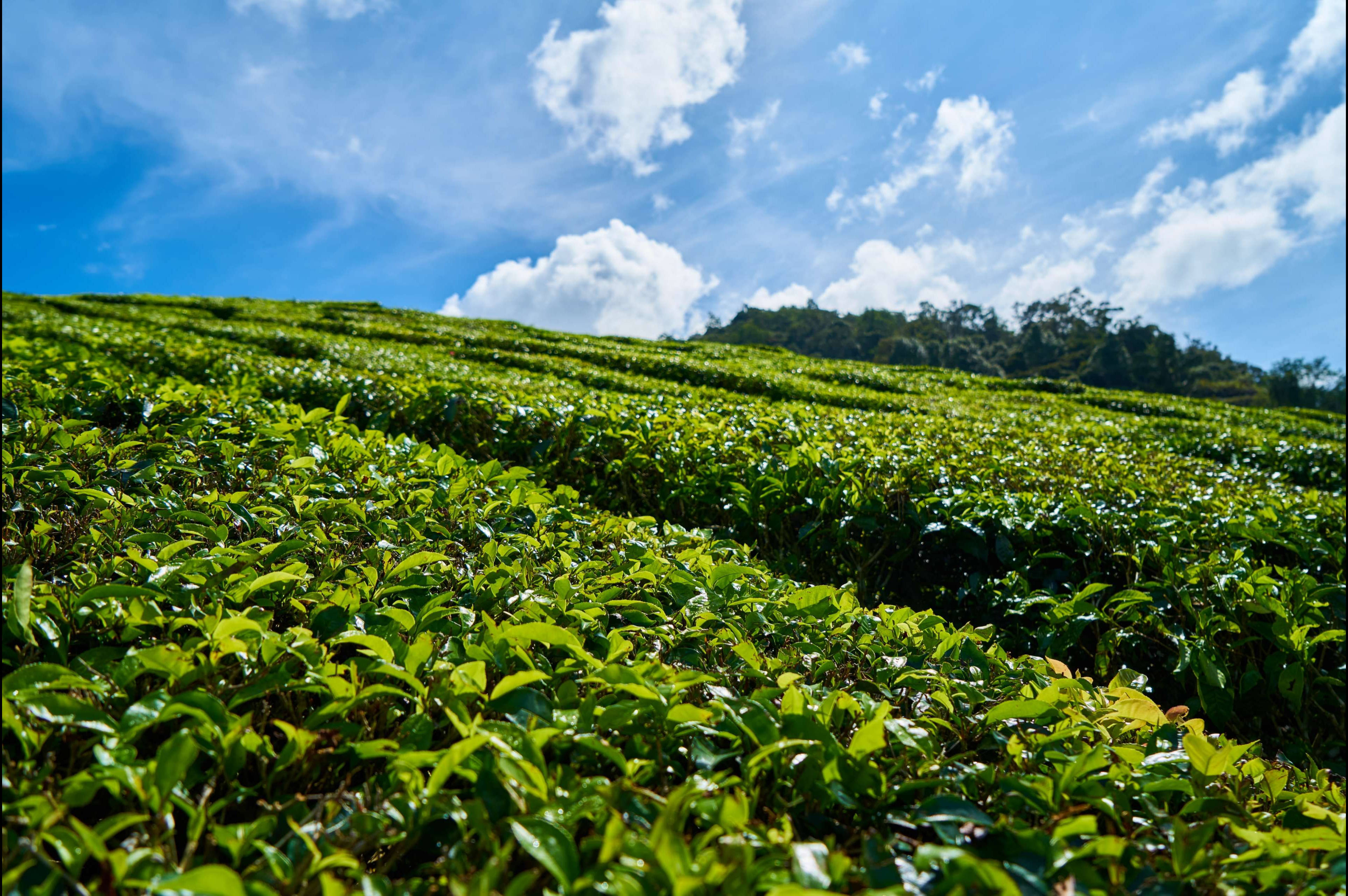 tea 桌布 壁紙 — 鮮綠的茶葉在陽光普照的山丘上傾瀉而下，襯著明亮的藍天和 fluffy 白雲。