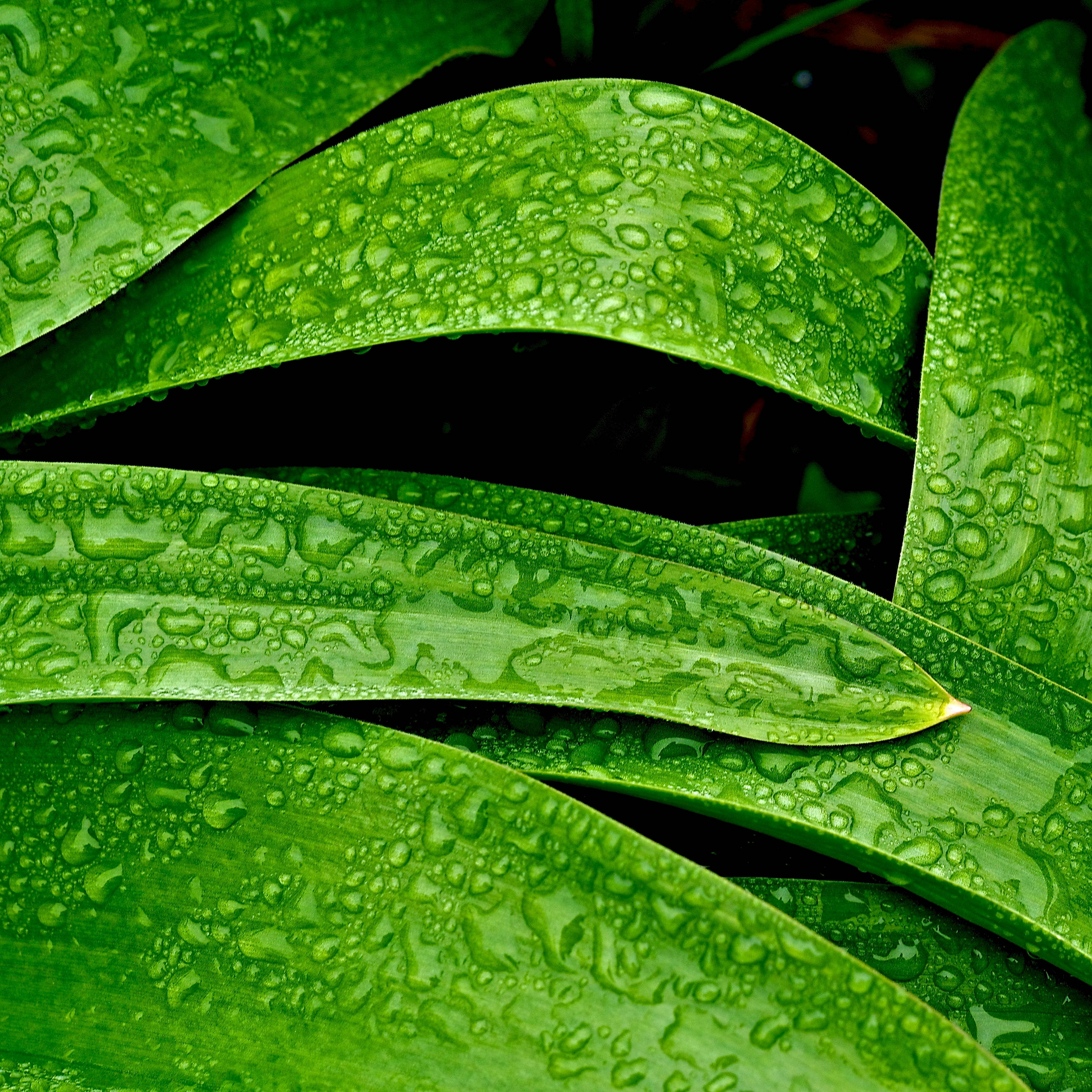 Plant Aesthetic 桌布 壁紙 — 鮮綠的葉子在深色背景下閃爍著露珠，是一張近距離的自然拍攝。