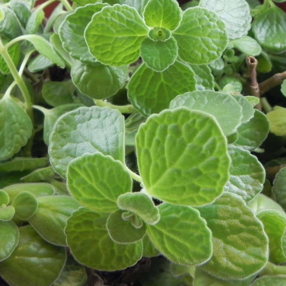 Plant 桌布 壁紙 — 鮮綠色、有紋理的葉片特寫，邊緣帶絨毛，葉脈圖案複雜。