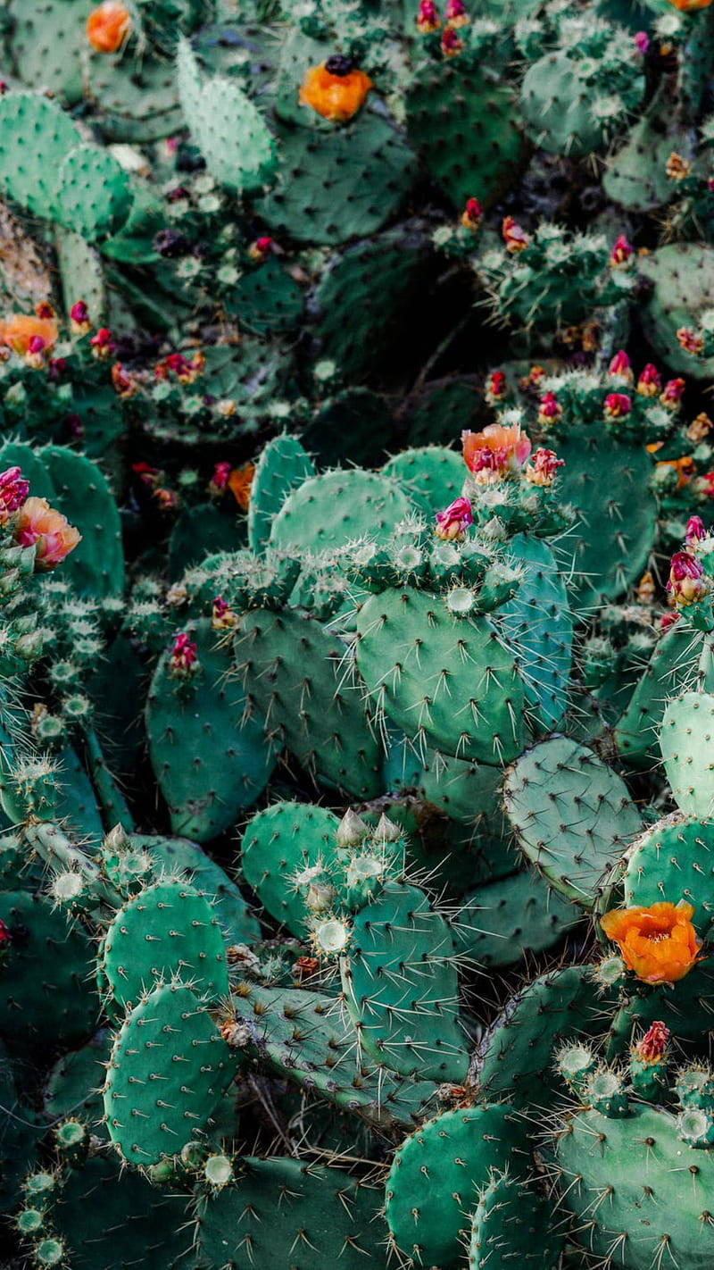 Cactus 桌布 壁紙 — 鮮綠色仙人掌果的近距離特寫，點綴著亮橙色和粉紅色的花朵，形成密集的沙漠叢集。