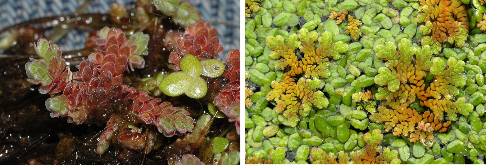 水下動畫 桌布 壁紙 — 鮮綠色和微紅色水生植物漂浮在水面上的特寫，背景有紋理。