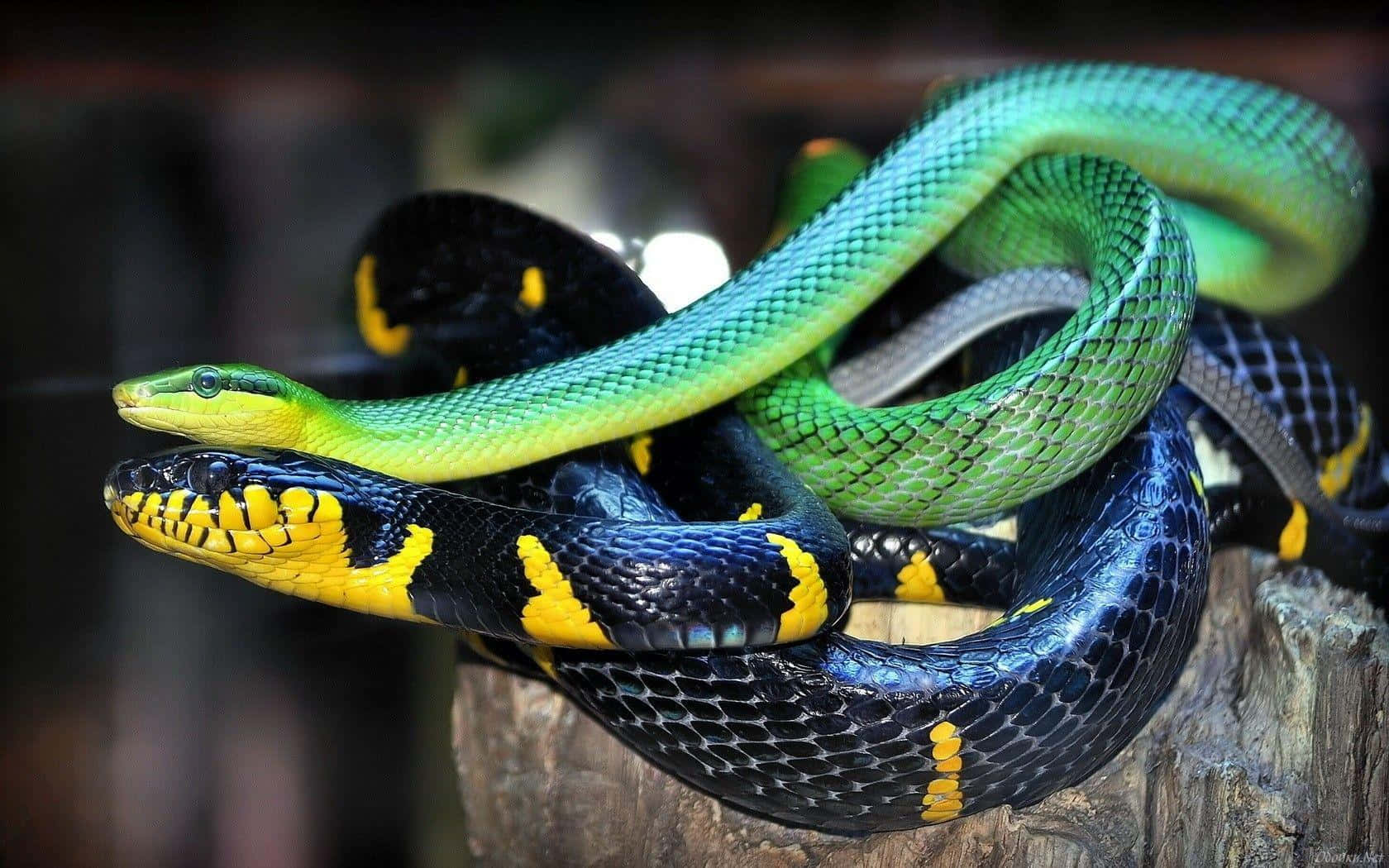 Cobra Snake 桌布 壁紙 — 鮮綠色和黑黃相間的蛇在粗糙的木樁上纏繞在一起，形成戲劇性的特寫。