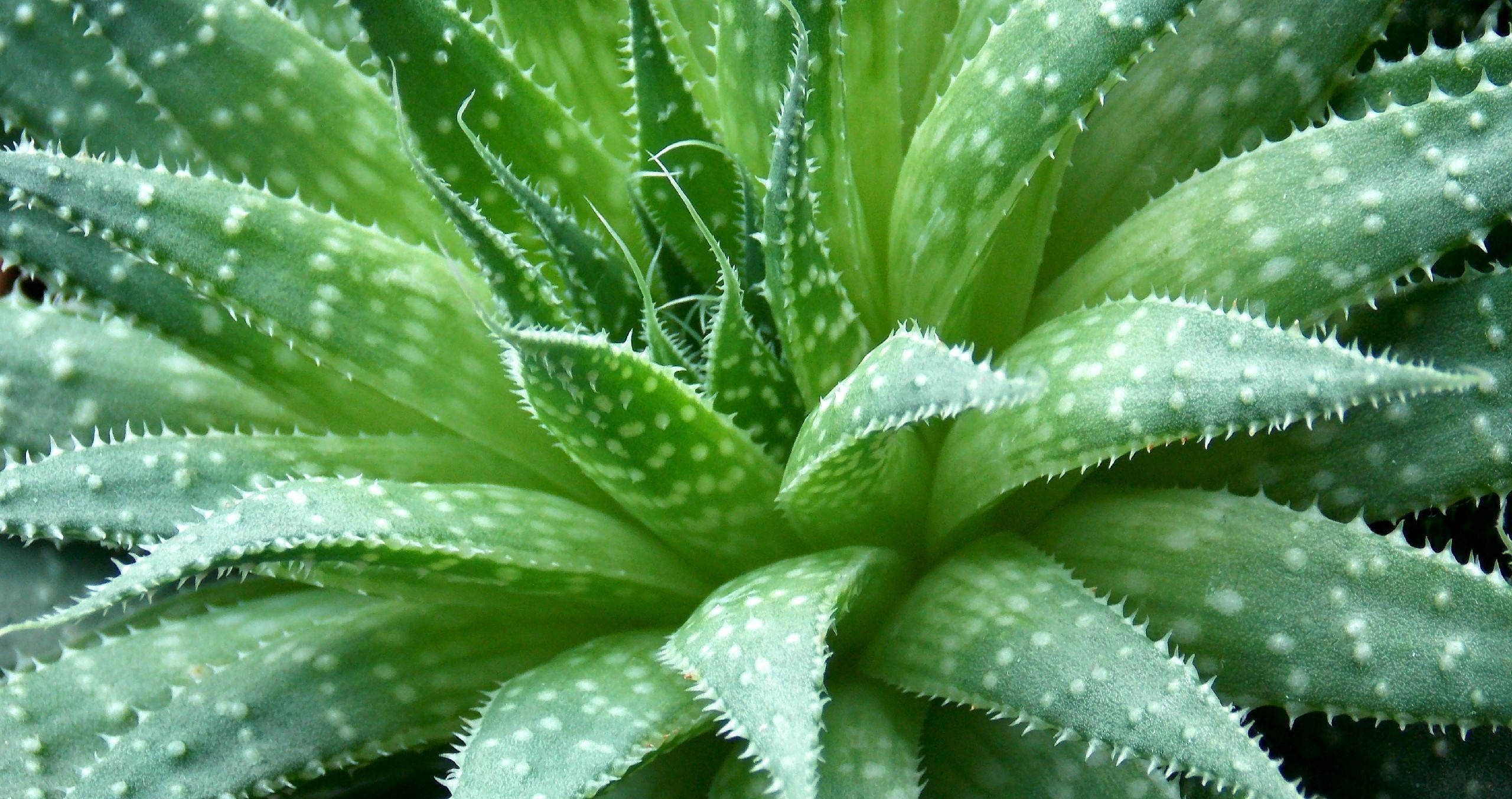 Plant 桌布 壁紙 — 鮮綠色多肉植物的特寫，葉緣呈鋸齒狀，白色斑點從中心向外輻射。
