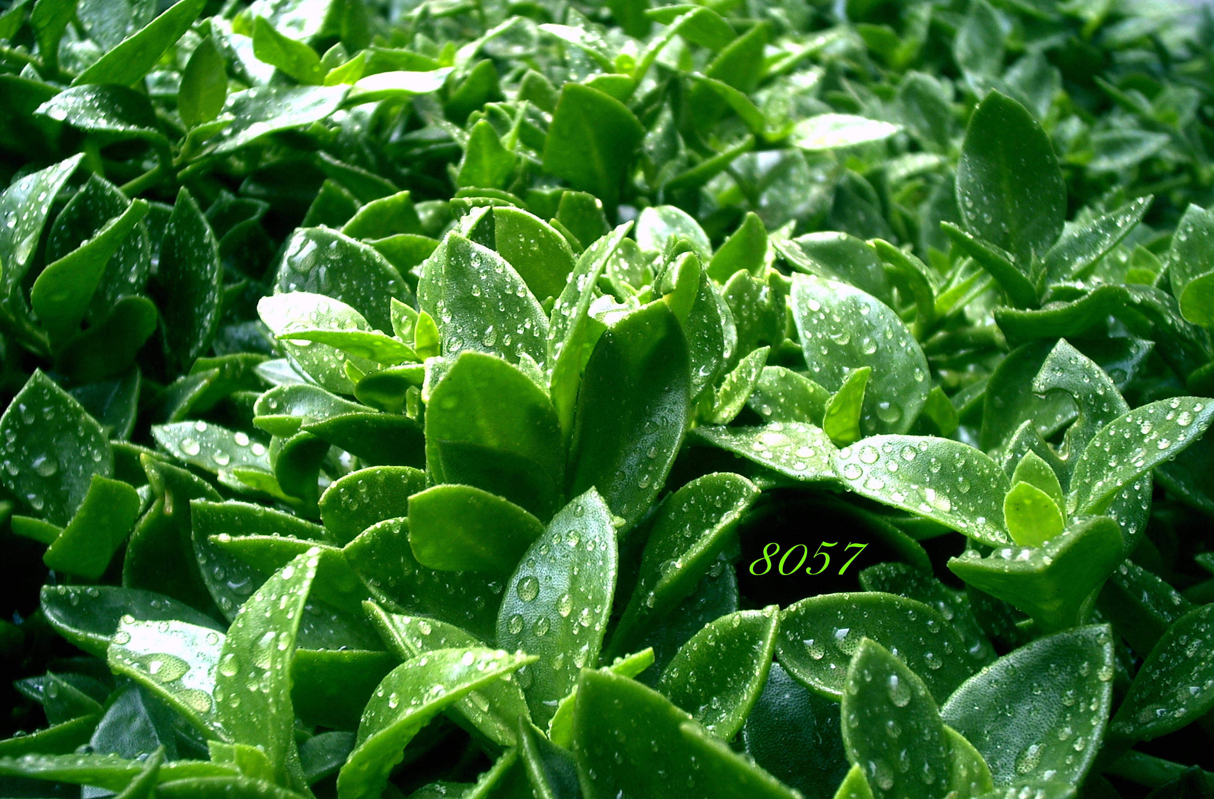 succulent 桌布 壁紙 — 鮮綠色多肉植物葉片在明亮光線下閃爍著新鮮水滴的特寫。