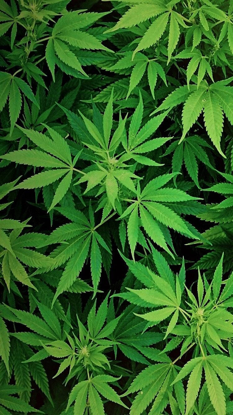 Weed Leaf 桌布 壁紙 — 鮮綠色大麻葉密集排列，邊緣呈鋸齒狀，在柔和自然光下帶有細微葉脈。