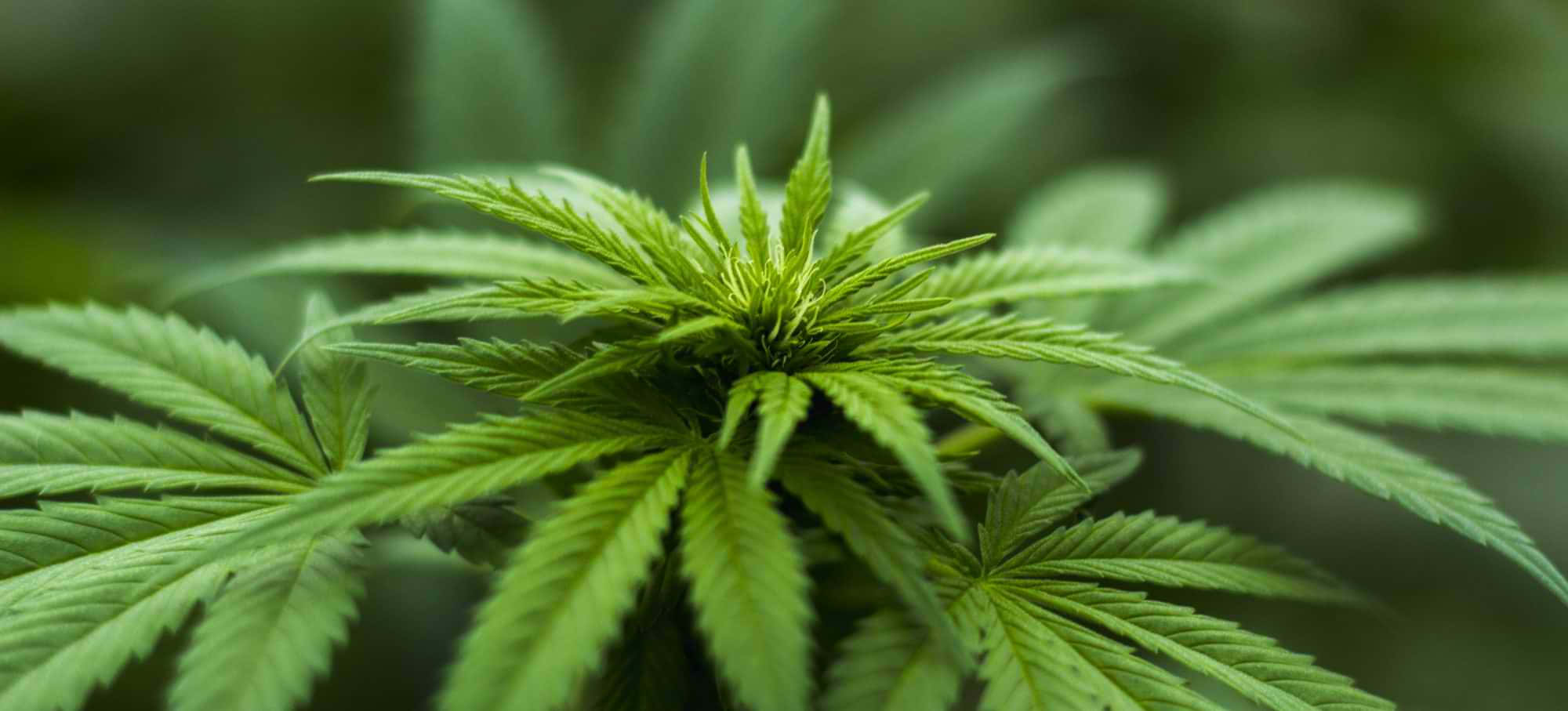 Ganja 桌布 壁紙 — 鮮綠色大麻葉的特寫，邊緣呈鋸齒狀，背景柔和模糊自然。