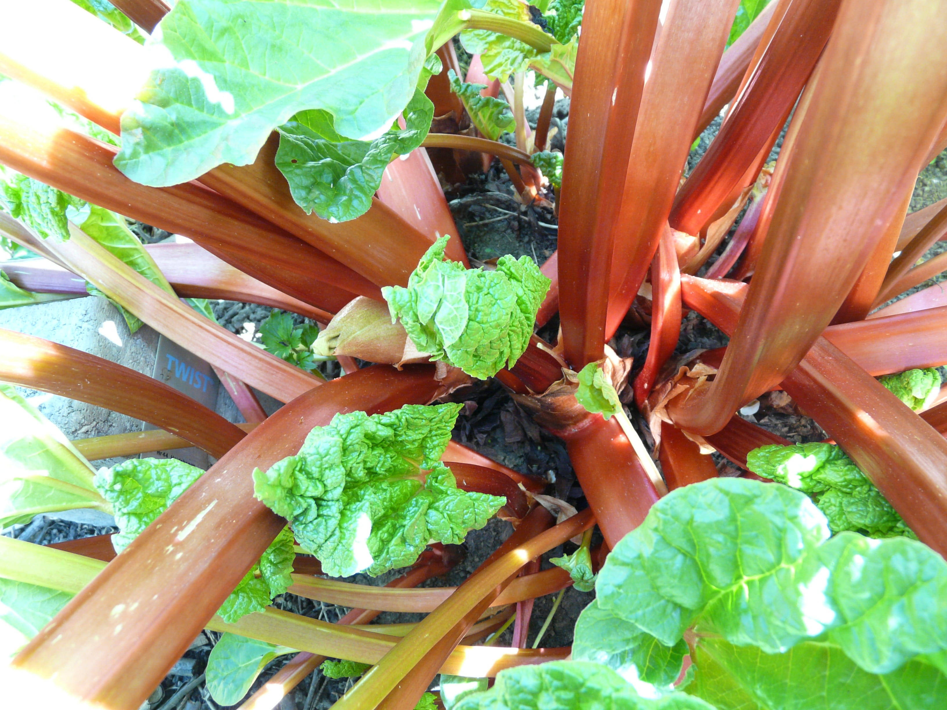 Rhubarb 桌布 壁紙 — 鮮綠色大黃葉從粗壯的微紅色莖幹中冒出，在明亮陽光下的特寫。