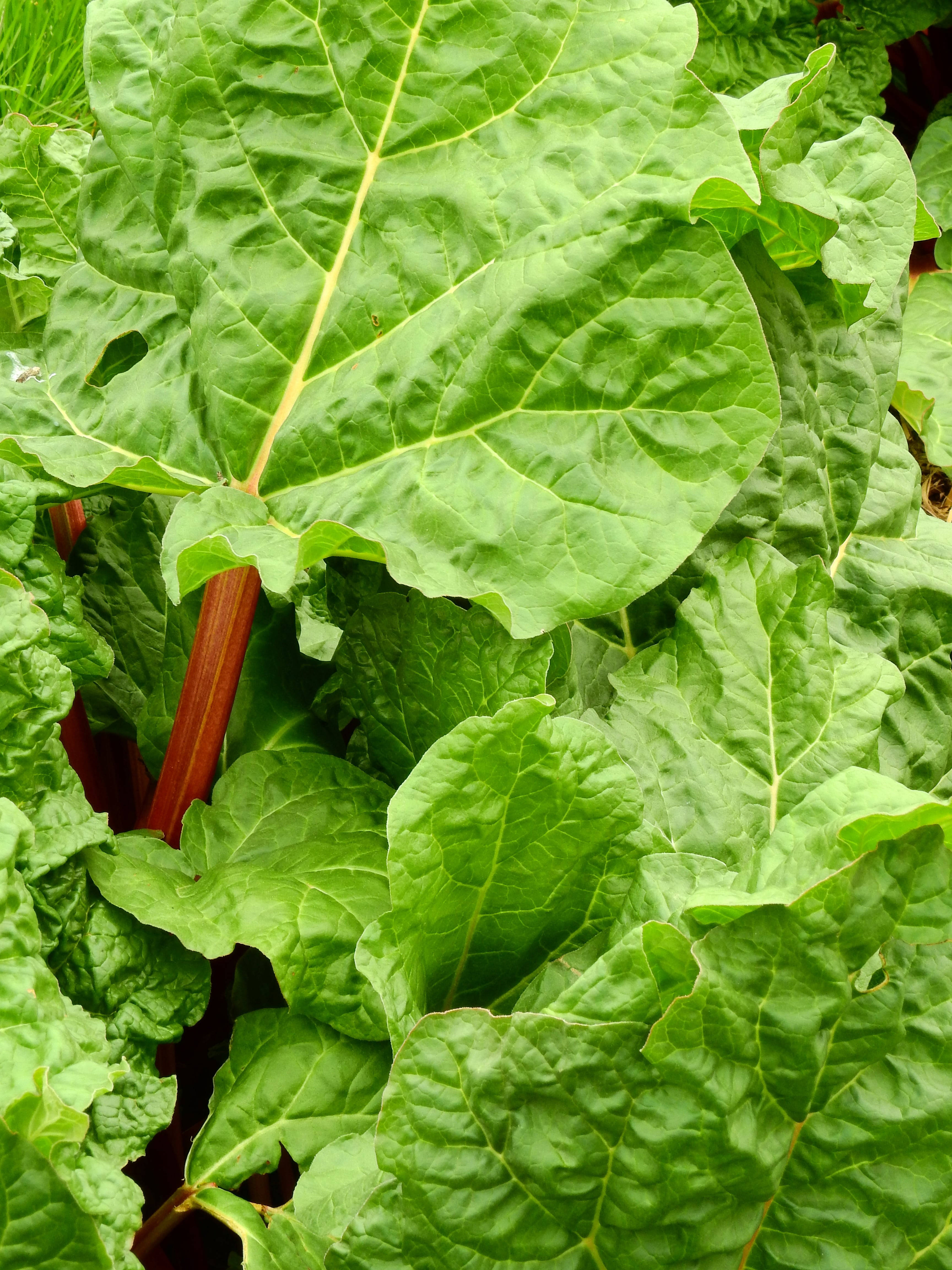 Rhubarb 桌布 壁紙 — 鮮綠色大黃葉的特寫，帶有突出的紅色莖和詳細的葉脈。