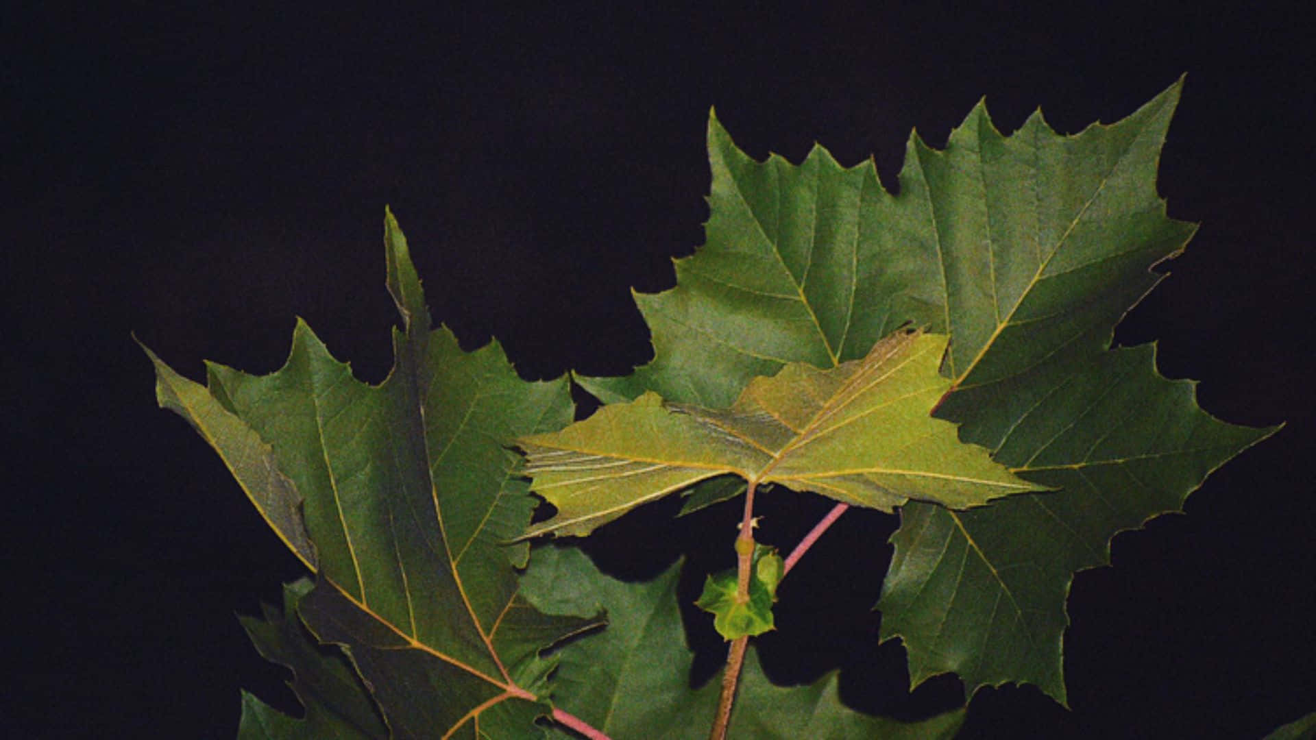 1920 X 1080 桌布 壁紙 — 鮮綠色楓葉的特寫，邊緣呈鋸齒狀，背景為純黑色。
