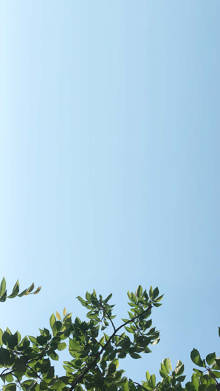 夏天 桌布 壁紙 — 鮮綠色樹枝在底部框住，背景是廣闊清澈的藍天。