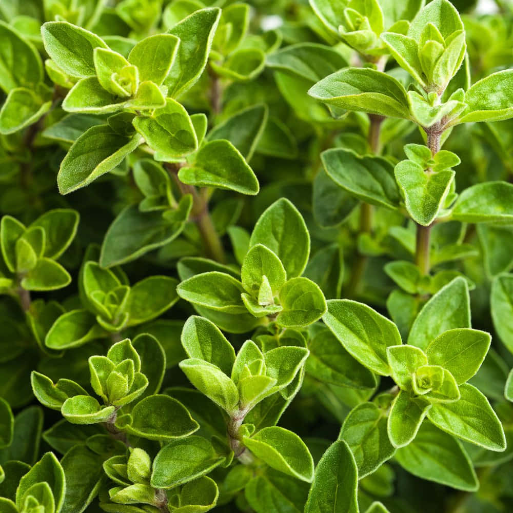 Plant 桌布 壁紙 — 鮮綠色牛至葉的特寫，表面有紋理，莖部呈紫色。