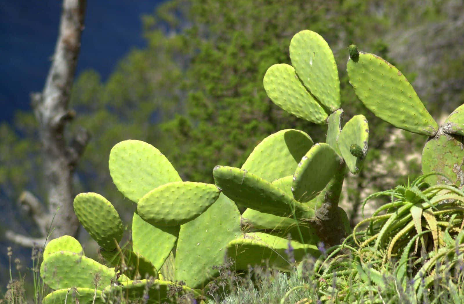 Cactus 桌布 壁紙 — 鮮綠色的仙人掌果墊片在陽光普照的沙漠場景中佔據主導地位，背景是模糊的樹木和藍天。