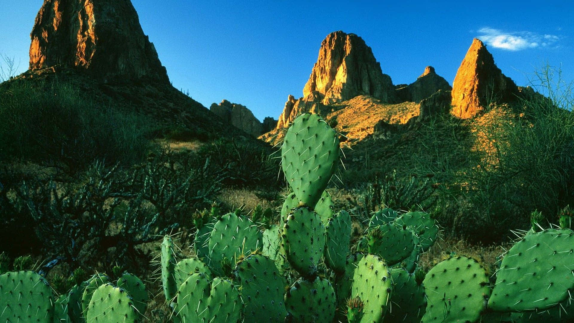 Cactus 桌布 壁紙 — 鮮綠色的刺梨仙人掌在前景，粗糙的紅色岩層在金色時刻的清澈藍天下。