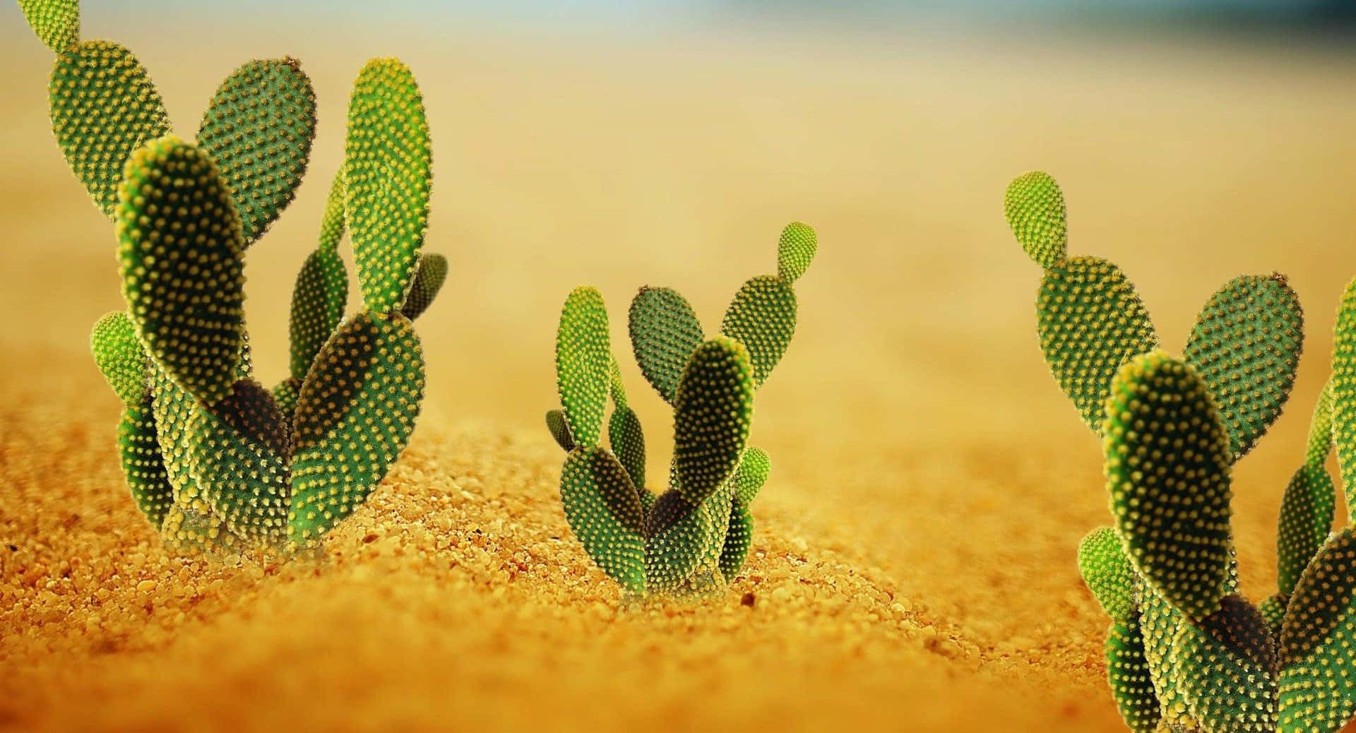 Cactus 桌布 壁紙 — 鮮綠色的刺梨仙人掌從金色沙漠沙土中升起，沐浴在溫暖的陽光下。