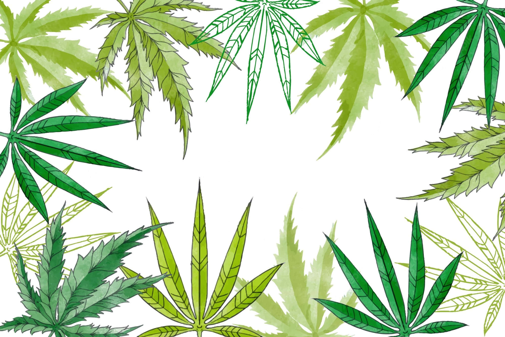 葉子 桌布 壁紙 — 鮮綠色的大麻葉在潔白背景上排列成裝飾邊框。