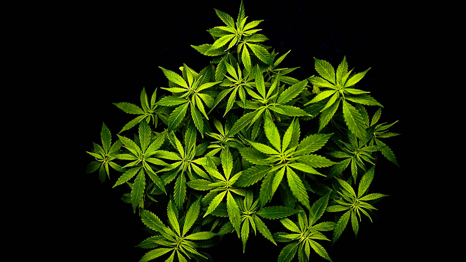 酷炫大麻 桌布 壁紙 — 鮮綠色的大麻葉在純黑背景上密集地從上方簇擁發光。