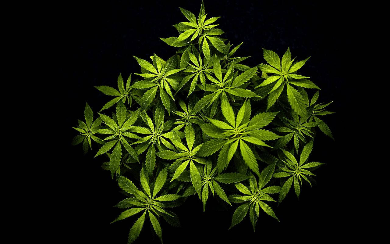 大麻 桌布 壁紙 — 鮮綠色的大麻葉在純黑色背景上形成密集的俯視簇，散發光芒。