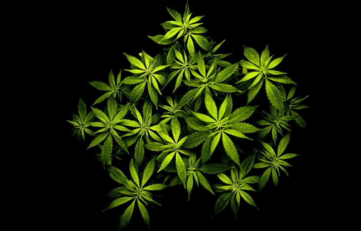 Weed Leaf 桌布 壁紙 — 鮮綠色的大麻葉在純黑色背景上形成密集的俯視簇，散發光芒。