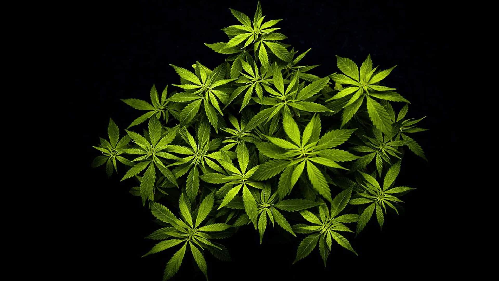 黑色背景上的一簇亮綠色大麻葉。 — 大麻 壁紙