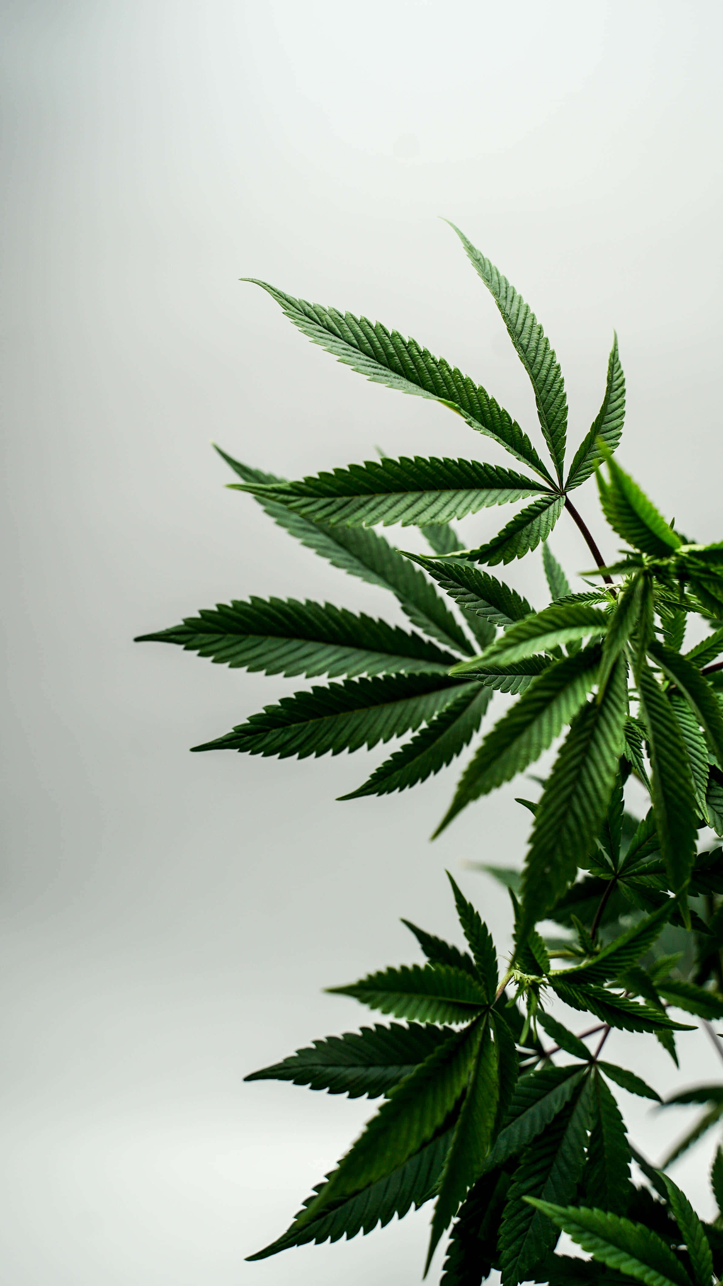 葉子 桌布 壁紙 — 鮮綠色的大麻葉片帶有鋸齒狀邊緣，沿對角線傾瀉而下，襯以柔和的灰色背景。