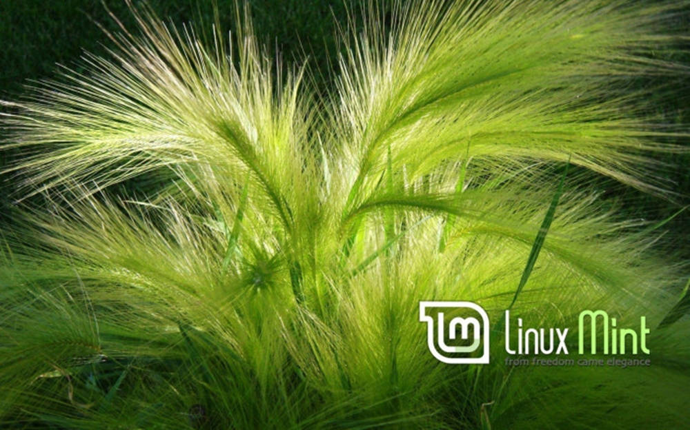 Linux 桌布 壁紙 — 鮮綠色的狐尾草在陽光照射下，映襯著深色背景。