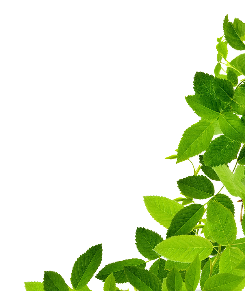 Plant 桌布 壁紙 — 鮮綠色的葉子在潔淨的白色背景上形成自然的角落邊框。