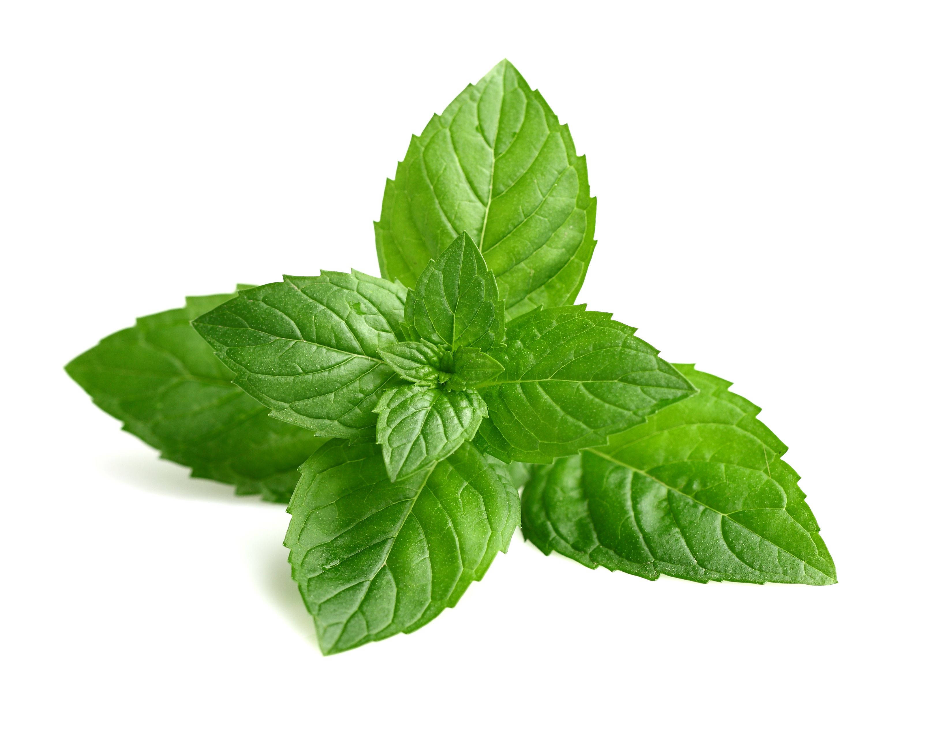 Green Leaves 桌布 壁紙 — 鮮綠色的薄荷葉，邊緣呈鋸齒狀，葉脈清晰可見，簇擁在純白色背景上。