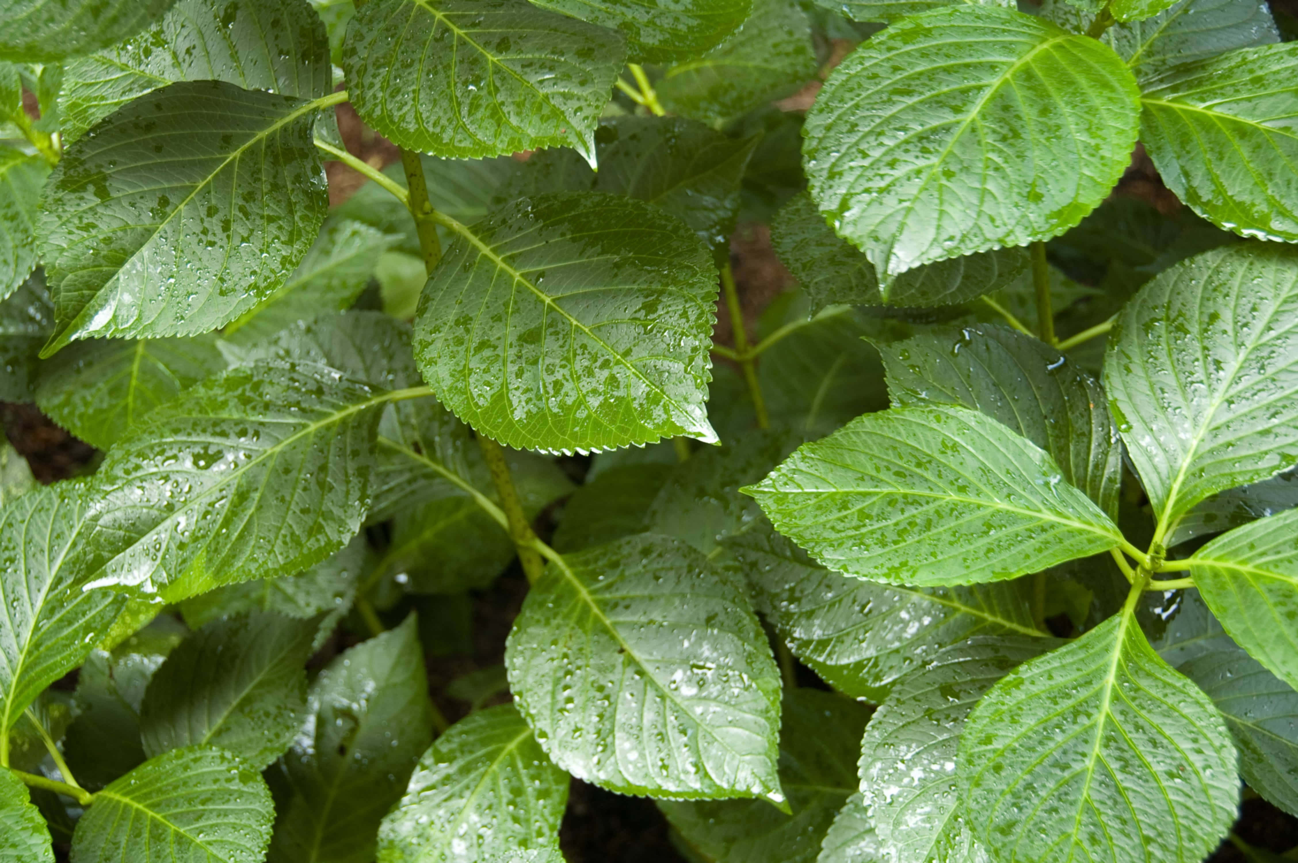 Green Leaves 桌布 壁紙 — 鮮綠色繡球花葉片在柔和自然光下閃爍著新鮮雨滴的特寫。
