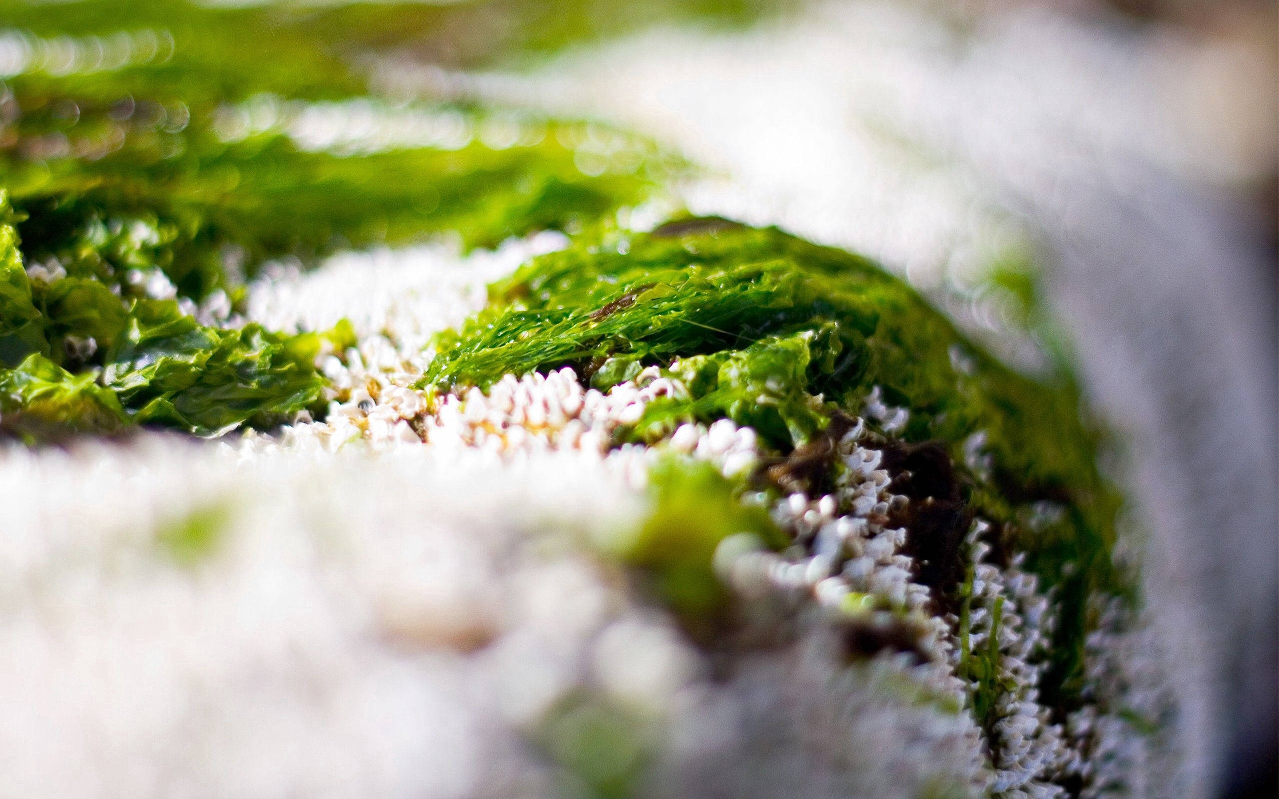 桌布 壁紙 — 鮮綠色苔蘚依附在雪地上，淺景深微距拍攝。
