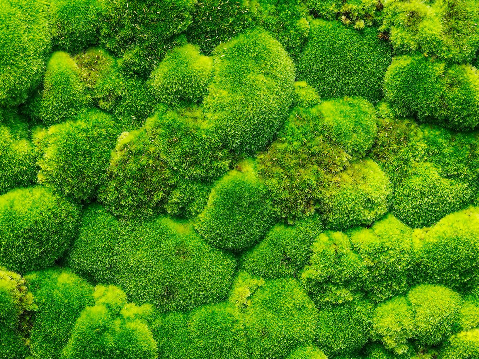 Green Moss 桌布 壁紙 — 鮮綠色苔蘚形成圓形塊狀的微距特寫，帶有紋理細節和自然色調變化。