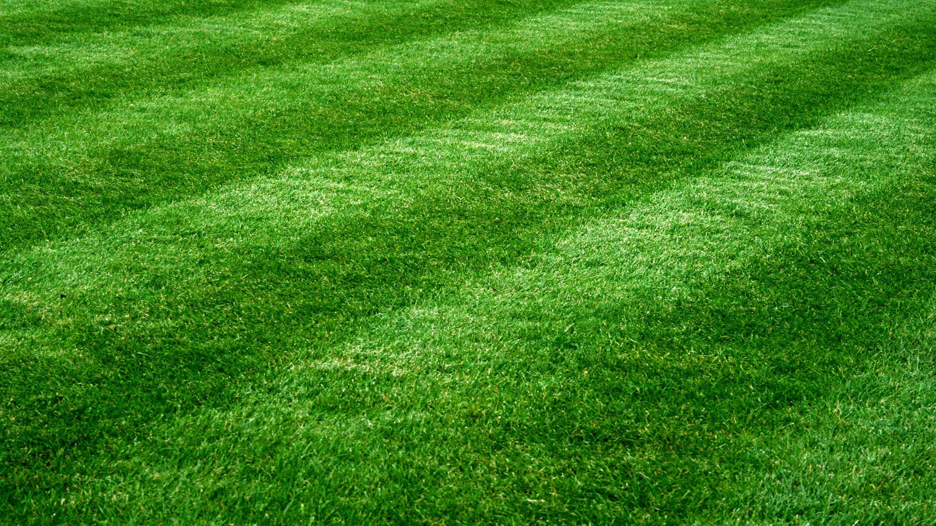 Green Grass 桌布 壁紙 — 鮮綠色草坪，在明亮日光下帶有清晰的修剪條紋。