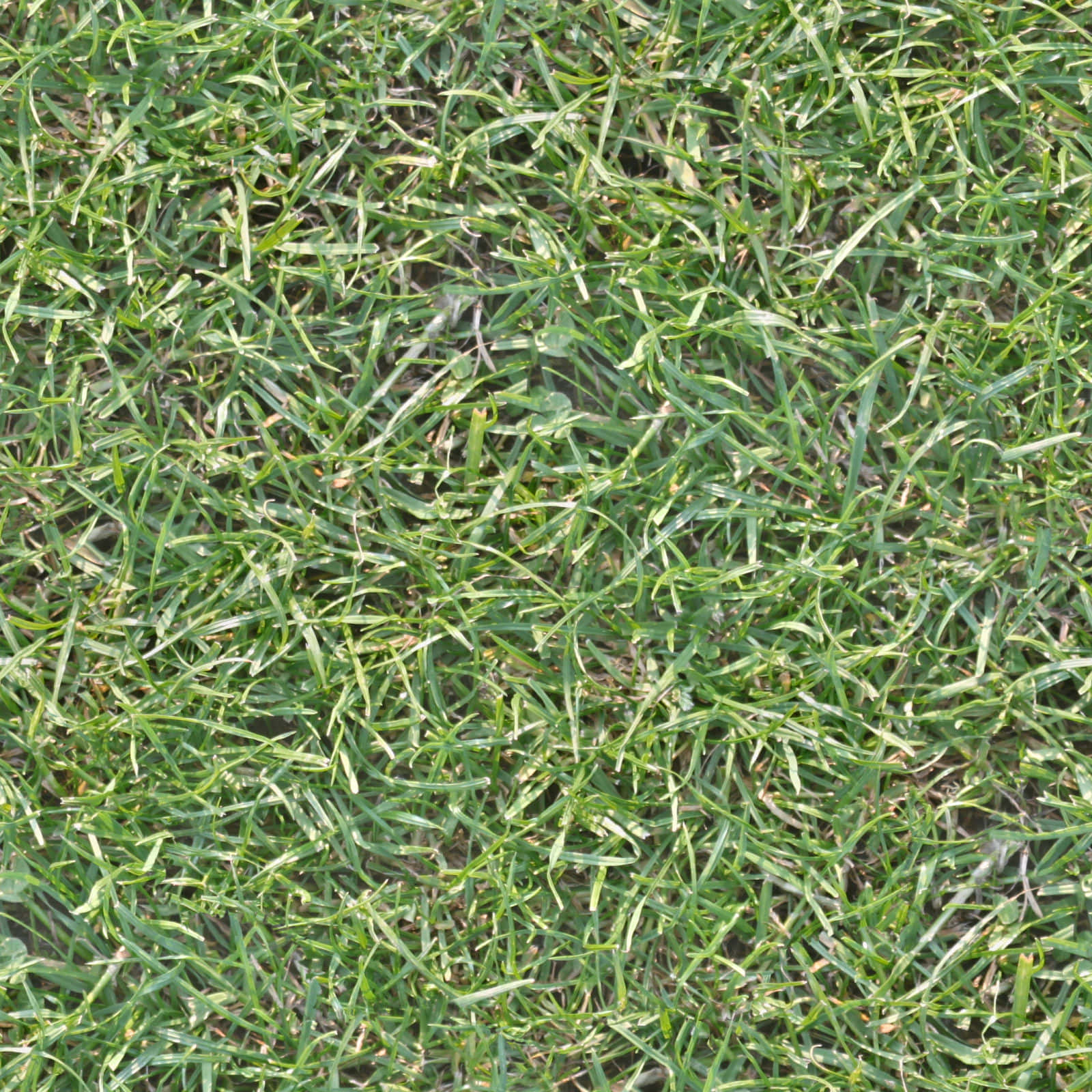 Grass Texture 桌布 壁紙 — 鮮綠色草葉的特寫，具有自然紋理和明亮日光下的細微泥土斑塊。