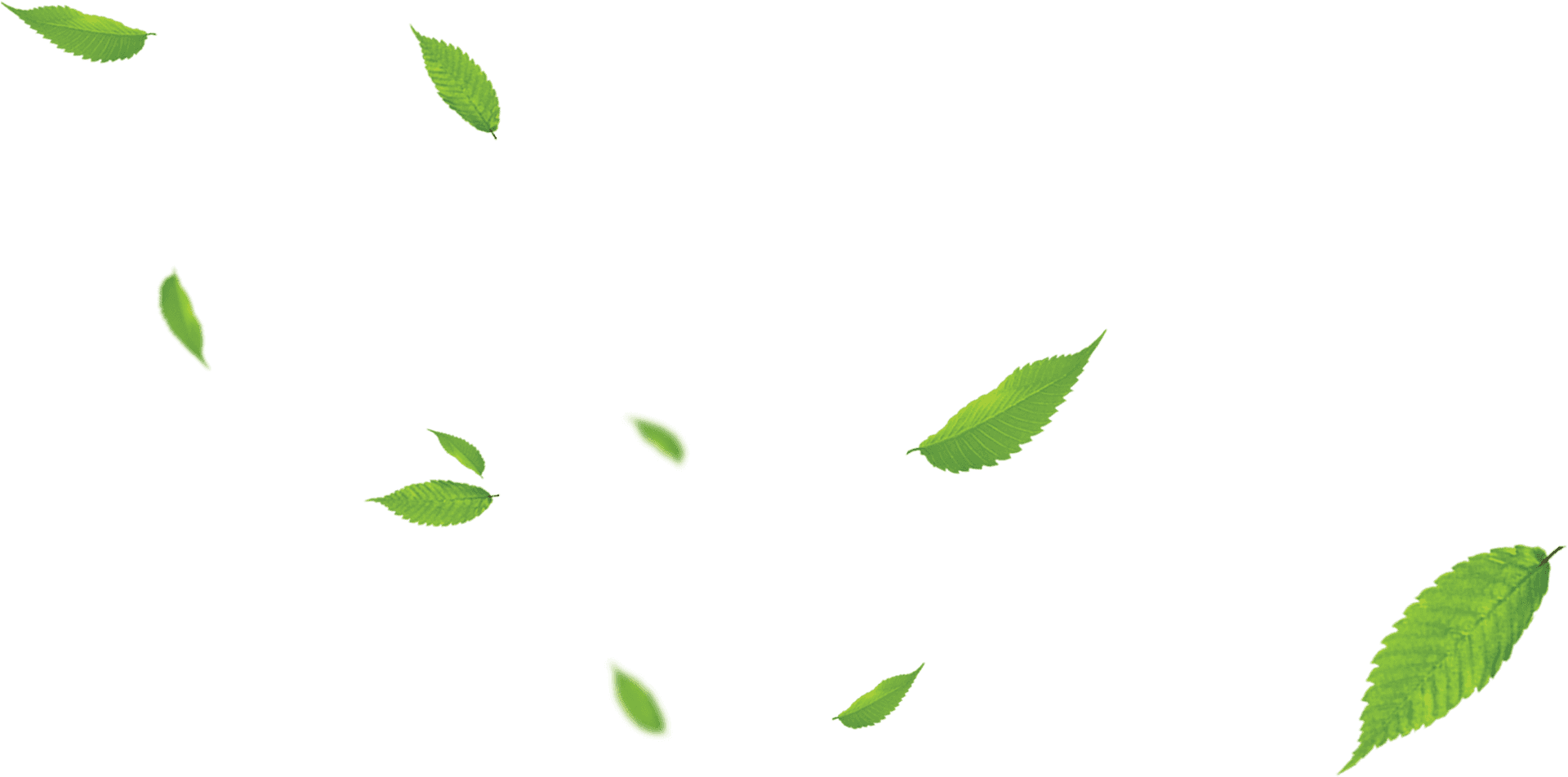 Daun 桌布 壁紙 — 鮮綠色葉片在純黑背景上優雅飄動，呈現動態漂浮效果。