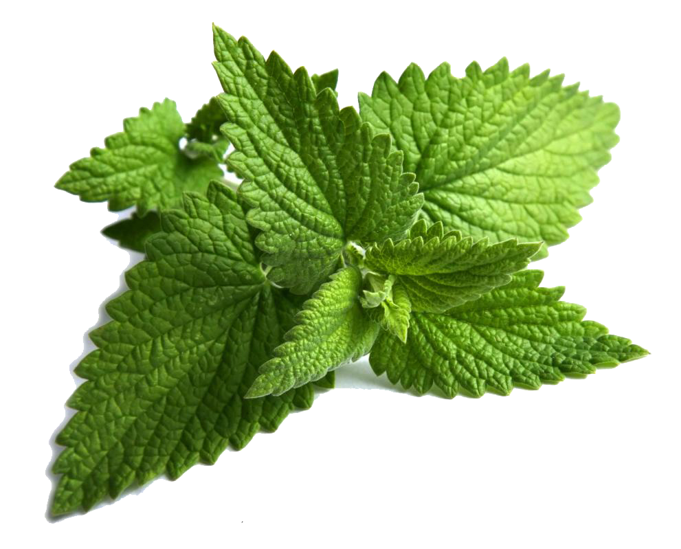 Plant 桌布 壁紙 — 鮮綠色葉片帶有鋸齒狀邊緣和可見葉脈，映襯在純白背景上。