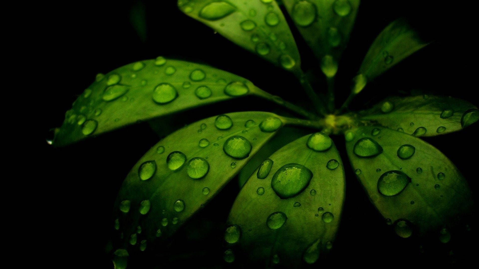 Green Leaves 桌布 壁紙 — 鮮綠色葉片的特寫，上面有閃爍的水珠，背景是純黑色。