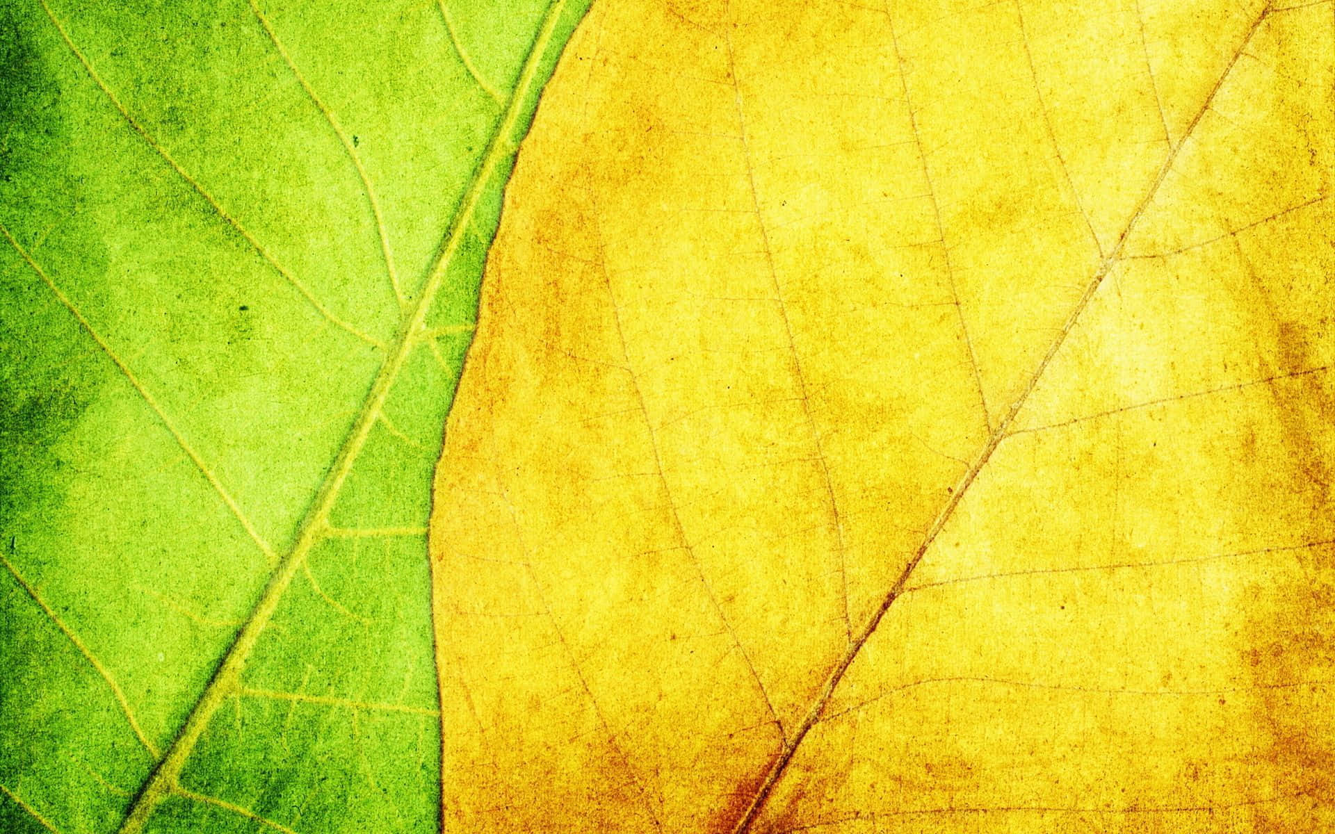 Yellow Leaves 桌布 壁紙 — 鮮綠色葉片與金黃色葉片的特寫，展示詳細的葉脈圖案。