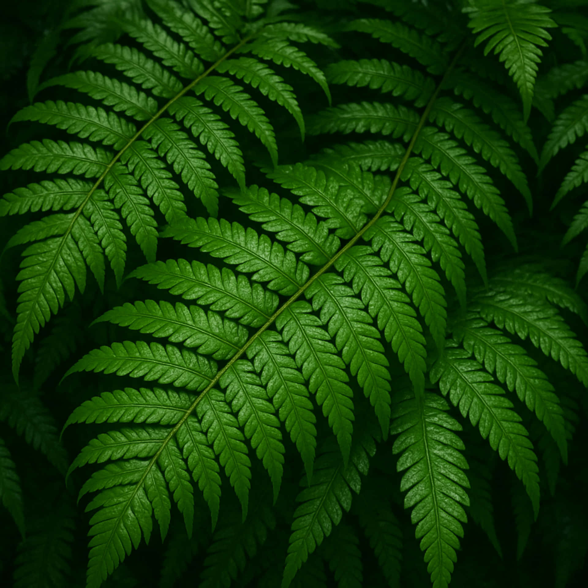 Ferns-with-sunlight 壁紙 — 鮮綠色蕨類葉片，帶有複雜的葉紋和露珠質感，襯托著深色森林背景。