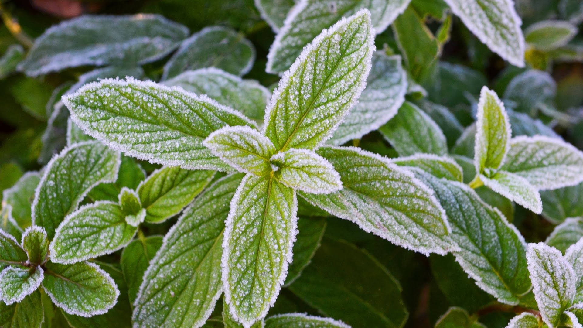 Plant 桌布 壁紙 — 鮮綠色薄荷葉的特寫，在模糊的自然背景下，葉片上精緻地覆蓋著一層霜。
