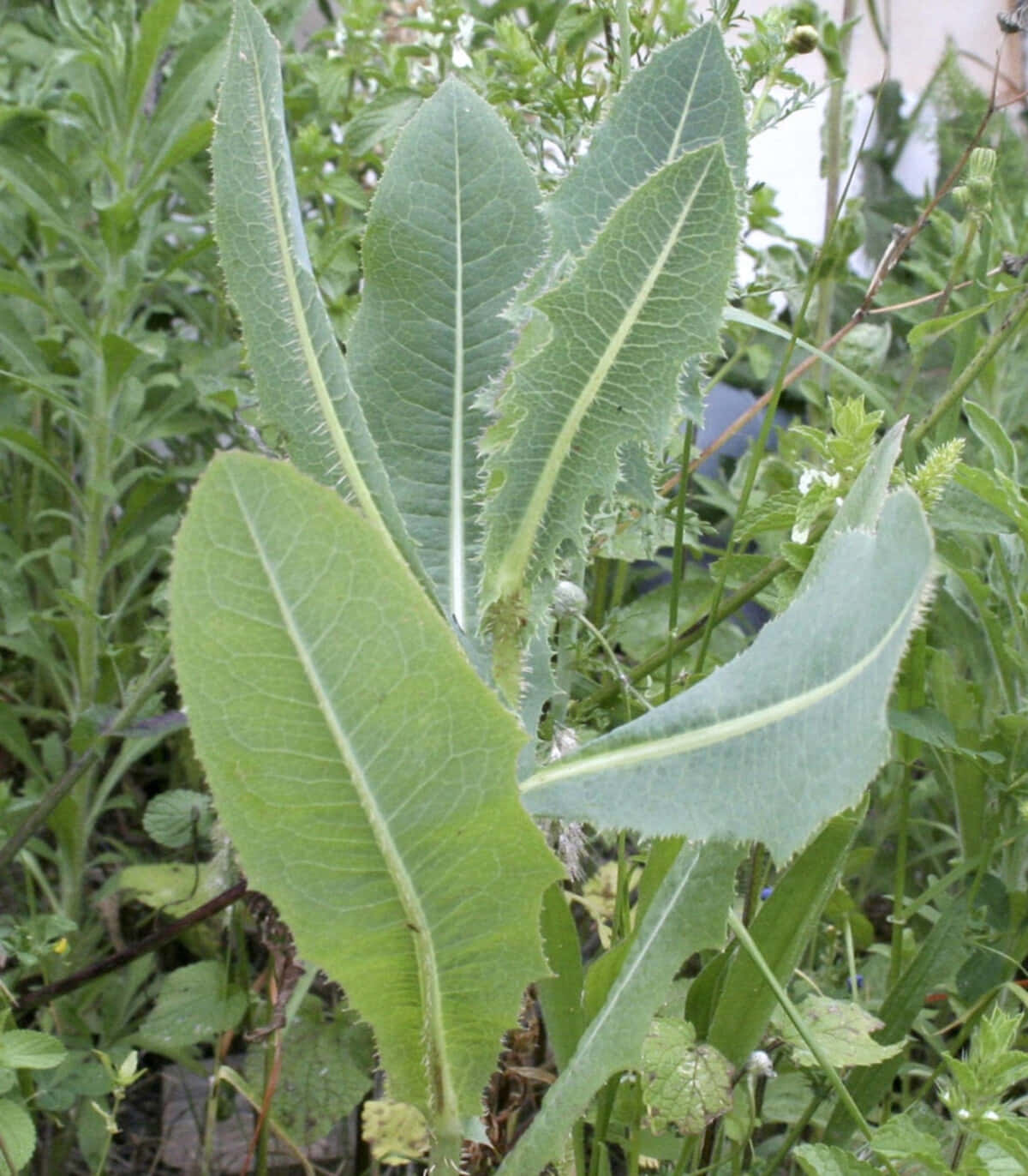 Wild Lettuce 桌布 壁紙 — 鮮綠色薊葉的特寫，邊緣呈鋸齒狀，葉脈清晰可見，背景為模糊的自然景色。