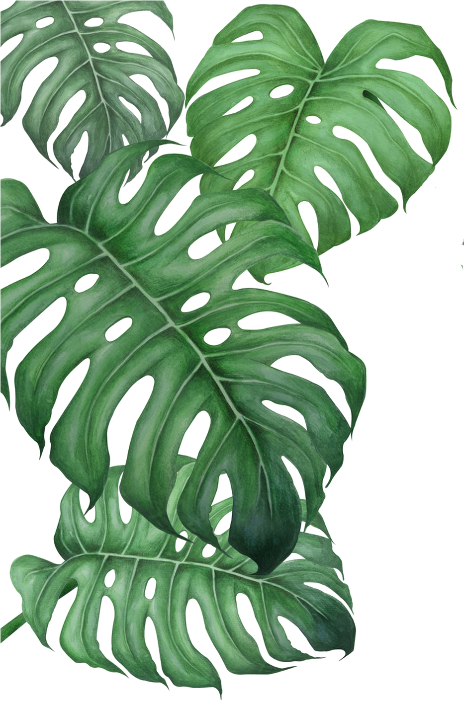 Leaves 桌布 壁紙 — 鮮綠色龜背竹葉片，帶有天然孔洞和葉脈，分層疊加在純黑背景上。