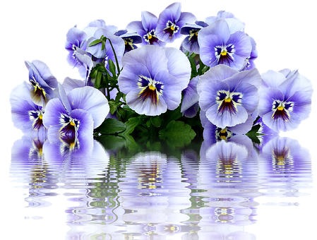 鮮豔三色紫花倒映 壁紙
