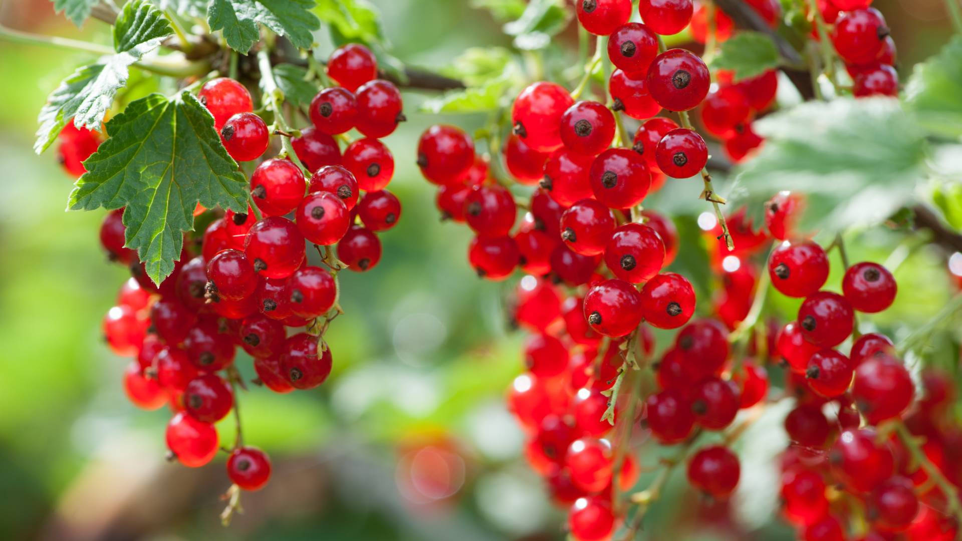 Fruits 桌布 壁紙 — 鮮豔光亮的紅醋栗串從綠色莖上垂下，背景柔和散景。