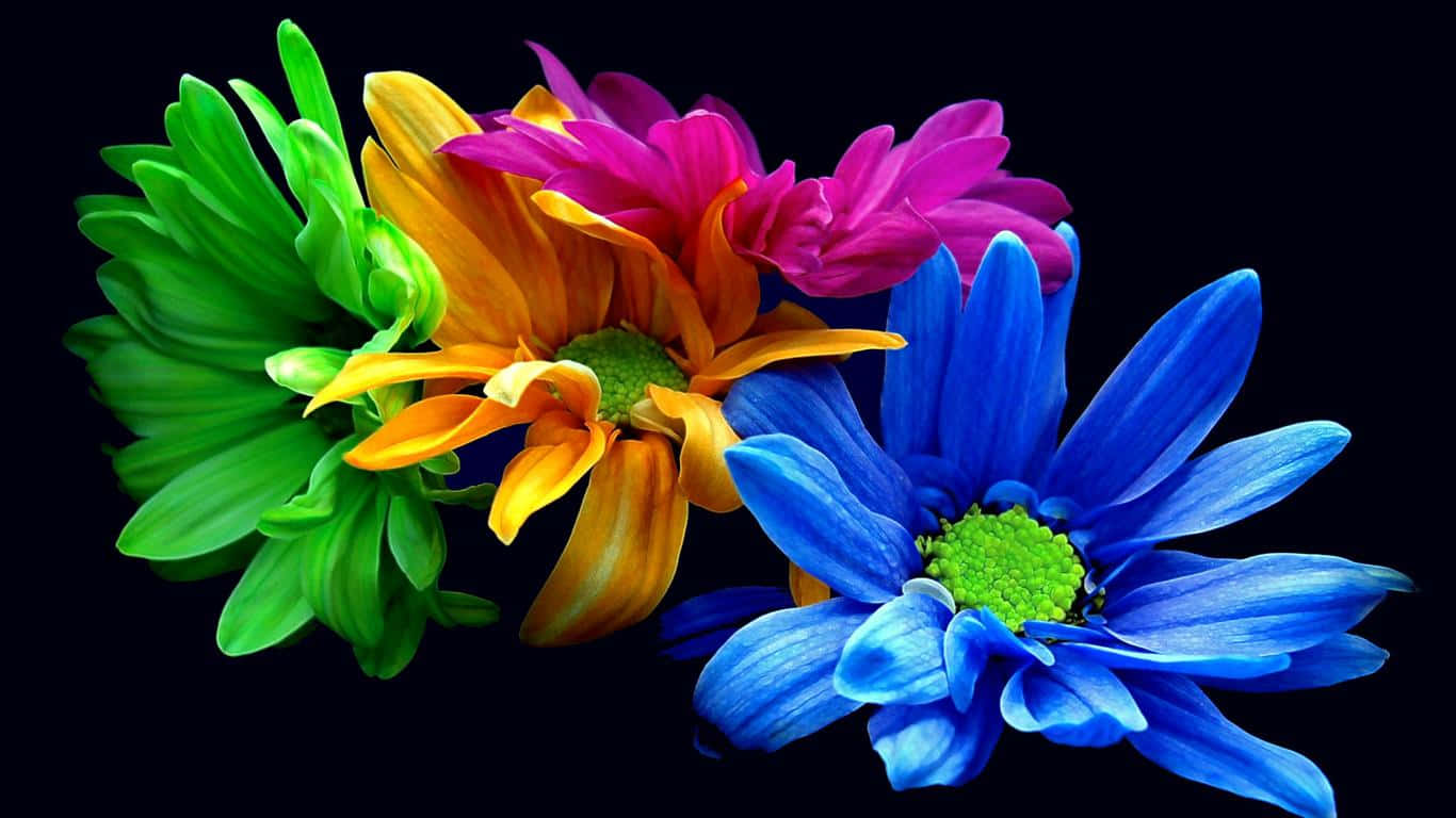 1366x768 Daisies 桌布 壁紙 — 鮮豔多彩的雛菊，有綠色、橙色、粉紅色和藍色，在純黑色背景上綻放。