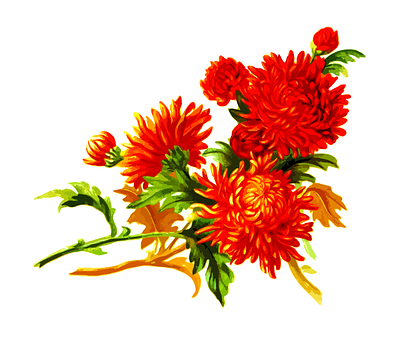 鮮豔橘色菊花花卉藝術 壁紙