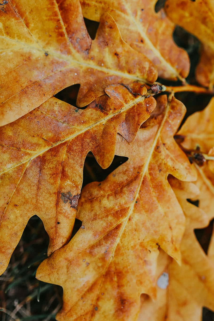 Autumn Leaf 桌布 壁紙 — 鮮豔橙色和棕色橡樹葉的特寫，帶有細緻的葉脈和自然瑕疵。