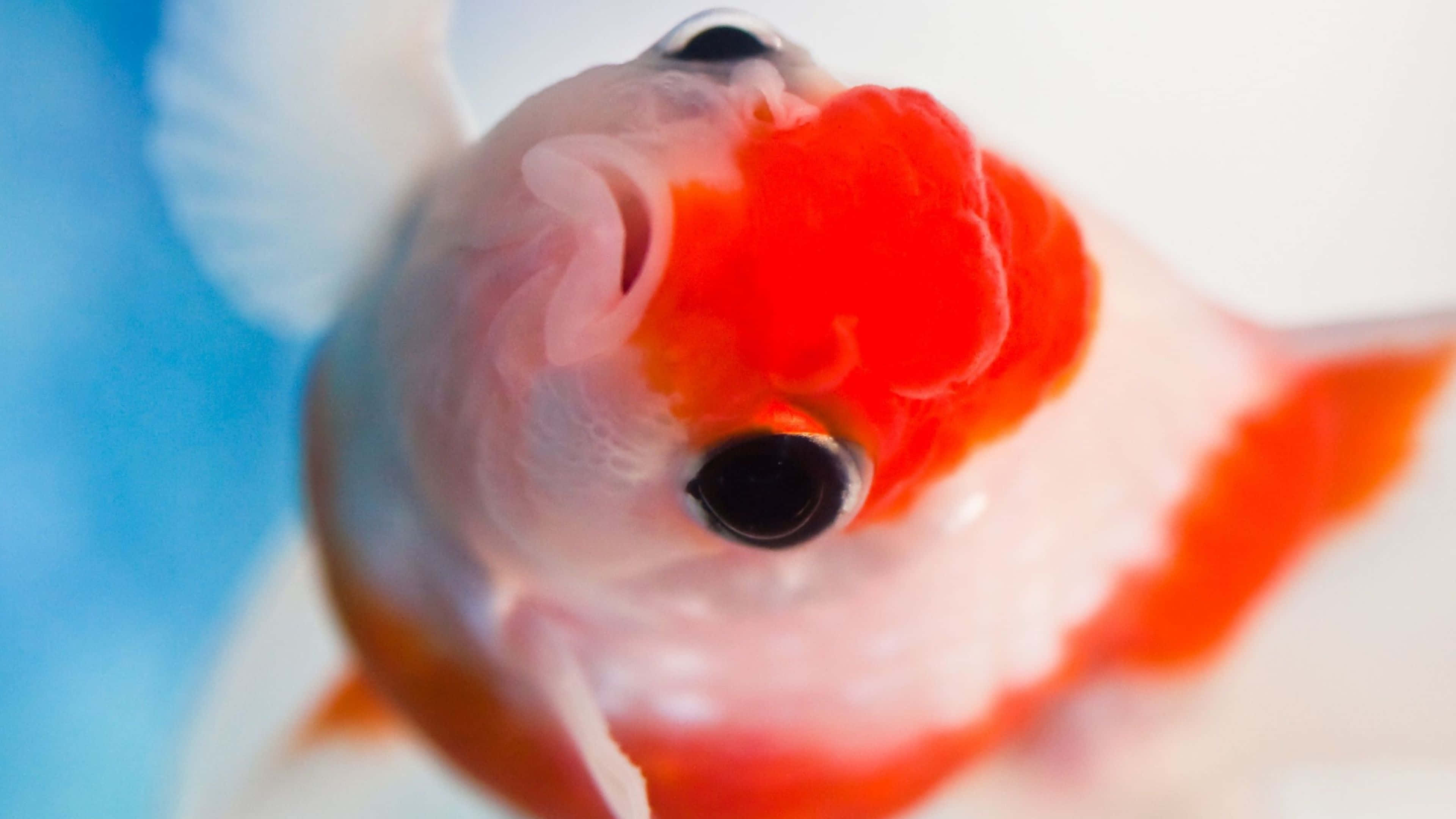 Koi Fish 桌布 壁紙 — 鮮豔橙色和白色高級金魚的特寫，頭部呈球根狀，黑色大眼睛向上看。