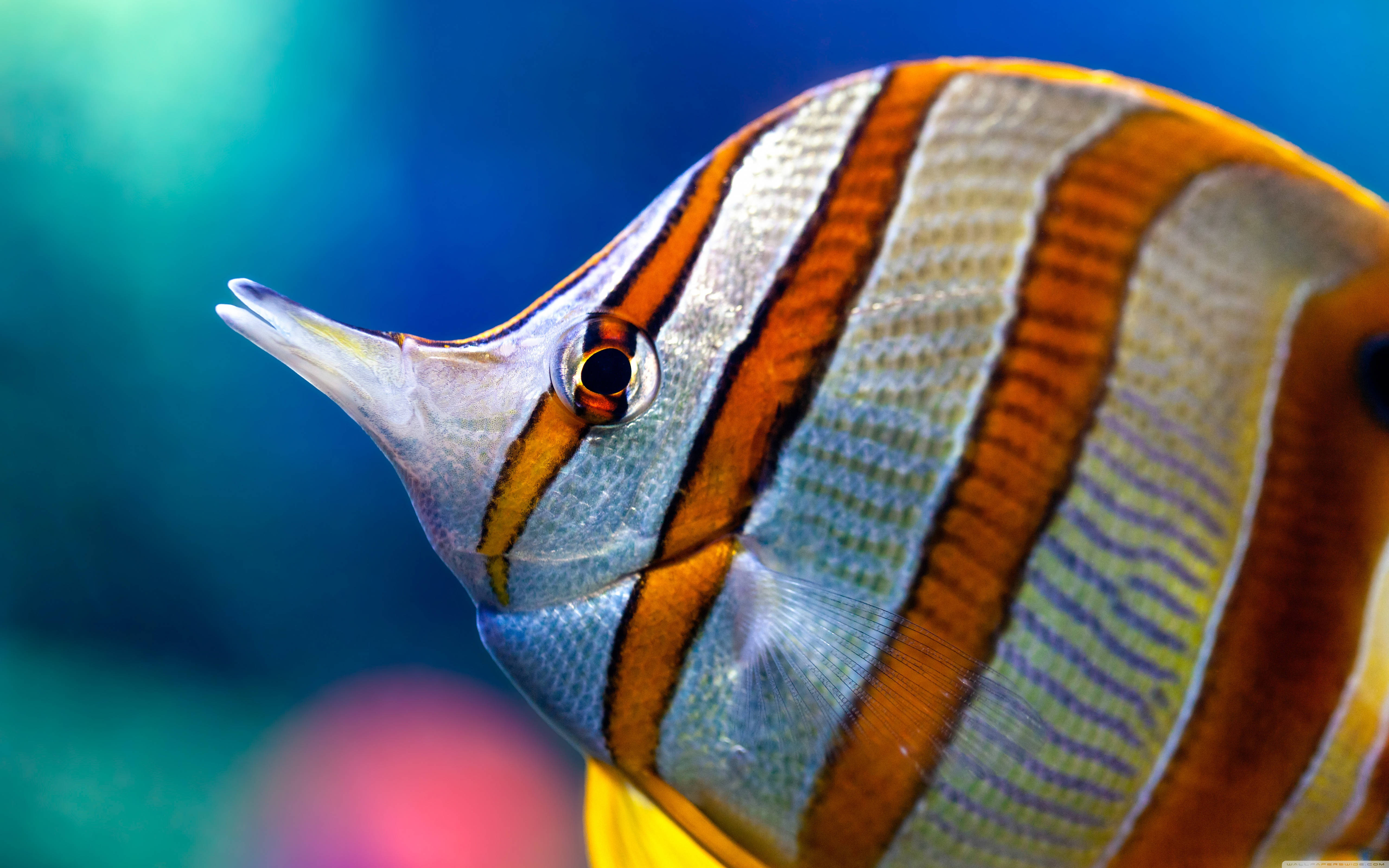 魚 桌布 壁紙 — 鮮豔橙色和銀色條紋蝴蝶魚在清澈藍色海水中游泳的特寫。