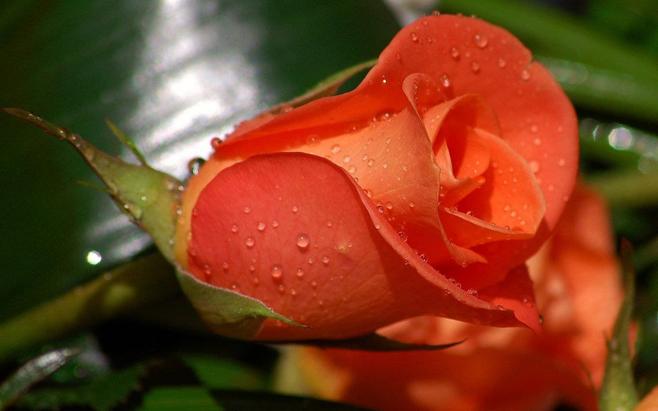 Rose Flower 桌布 壁紙 — 鮮豔橙色玫瑰的特寫，在茂密綠葉襯托下閃爍著露珠。