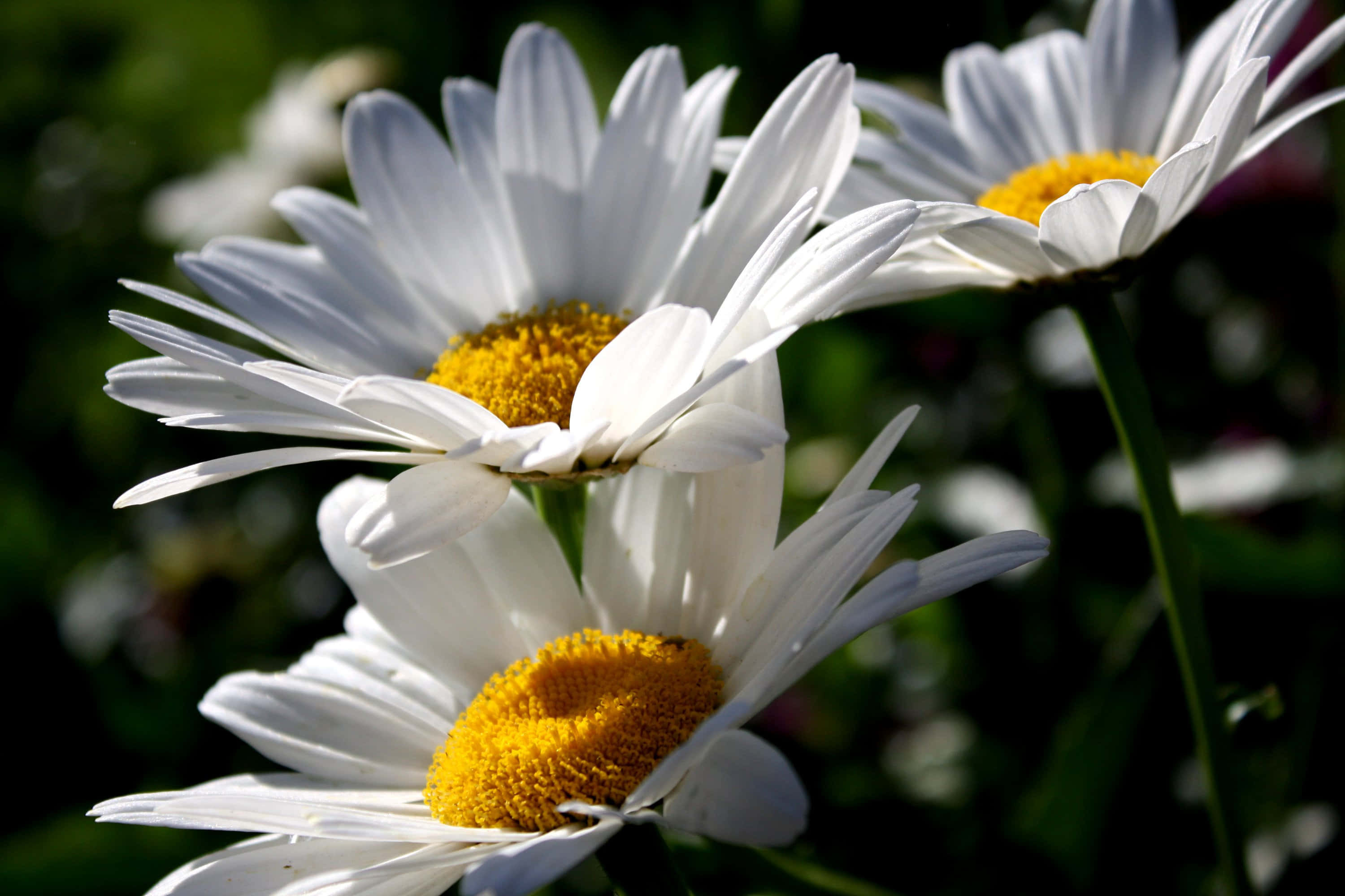 Daisy 桌布 壁紙 — 鮮豔白色雛菊的特寫，金色花心在明亮陽光下閃耀，背景是柔和的綠色模糊。