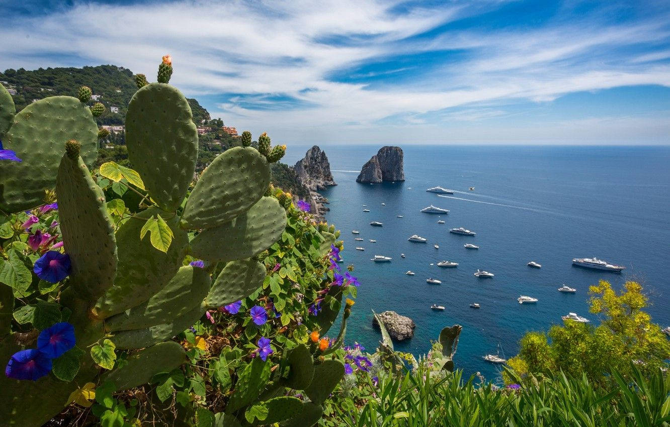 Capri 桌布 壁紙 — 鮮豔的仙人掌和紫色花朵框住了卡布里島迷人的海岸景色，船隻點綴在明亮的天空下深藍色的海洋中。